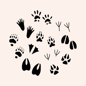 animalia