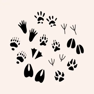 animalia