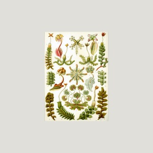 Senda botánica Senda botánica