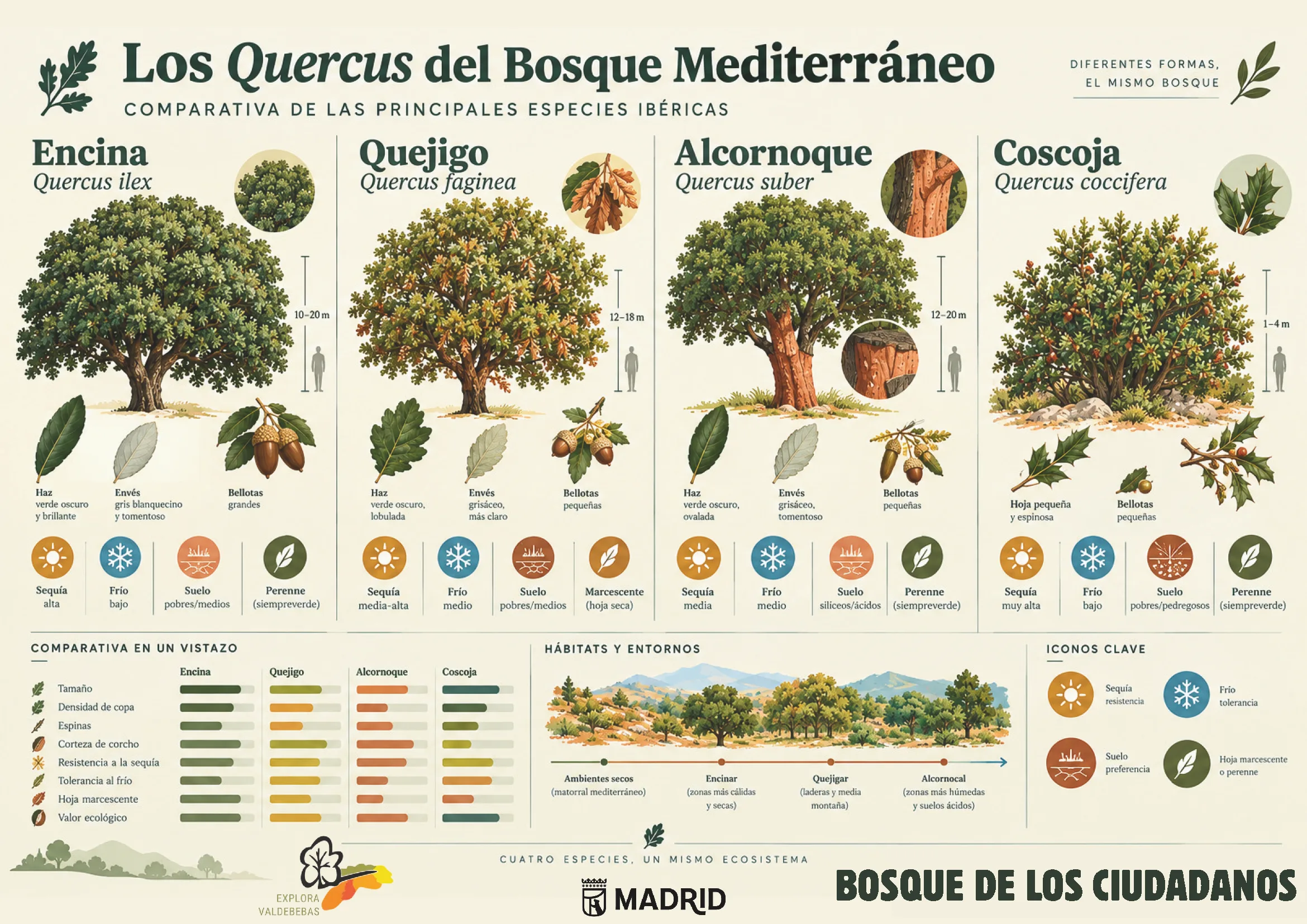 Comparativa de especies del Bosque de los Ciudadanos