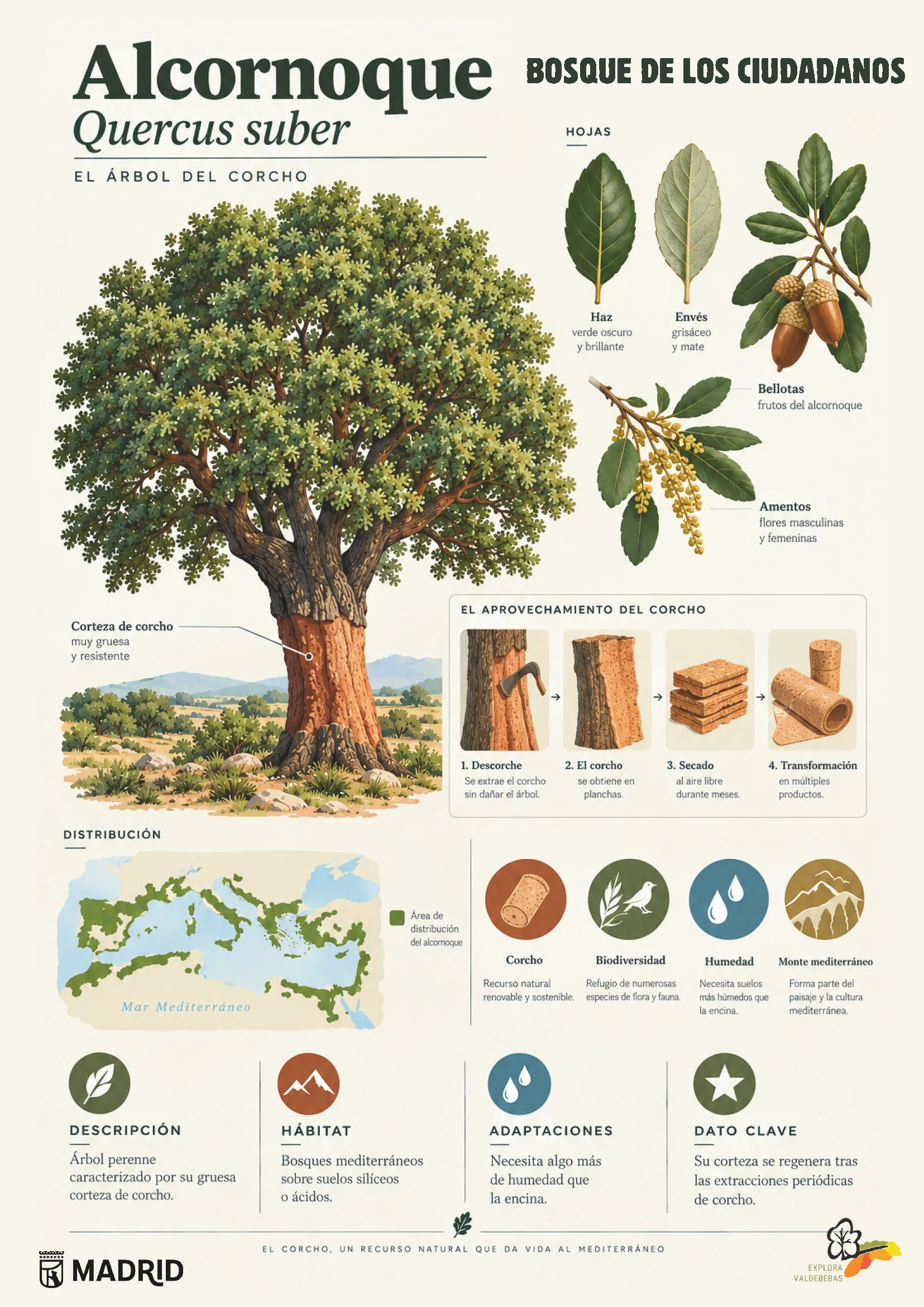 Ficha del alcornoque