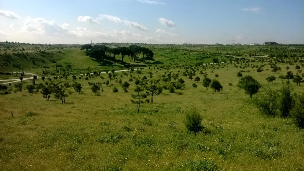 Bosque de los Ciudadanos en el Parque Forestal de Valdebebas